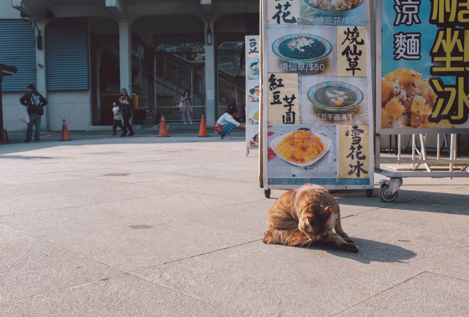 貓主食罐可以每天換口味嗎?先分清口味輪替與換食